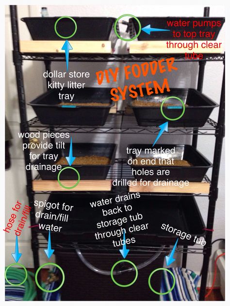 Hydroponic Fodder System, Fodder Trays Diy, Chicken Fodder, Fodder System, Feed Store, Homesteading Diy, Backyard Chicken Farming, Kitty Litter, Homestead Farm