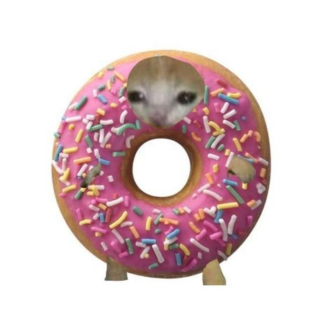 Donut Meme, Donut Cat, Pink Donut, Cat Snacks, Pink Costume, Dog Icon, Pink Donuts, Cat Meme, Cat Costumes