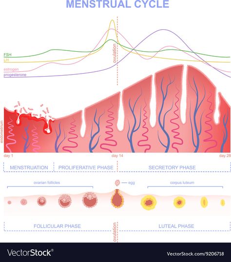 Ovarian Cycle, Increase Progesterone Naturally, Increase Progesterone, High Estrogen, Menstrual Cycle Phases, Corpus Luteum, The Menstrual Cycle, Low Estrogen Symptoms, Medicine Notes