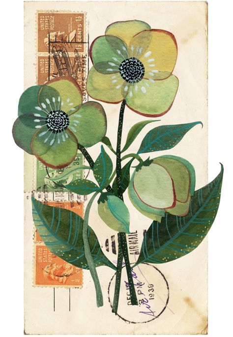 Geninne Zlatkis, 'Lenten Rose', from her blog (my god I love her work!) Lily Botanical Illustration, Rory Mcewen Botanical Illustration, Pincushion Protea Illustration, Peony Botanical Illustration Vintage, Flora Design, Lenten Rose, Popular Art, Flower Art Images, Plant Illustration