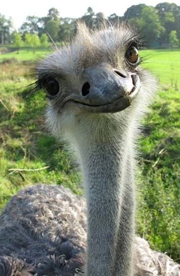 Funny Ostrich Pictures, Funny Bird Photos, Ostrich With Braces, Ostrich Photography, Emu Animal, Funny Emu, Ostrich Funny, Funny Ostrich, Smiling Animals