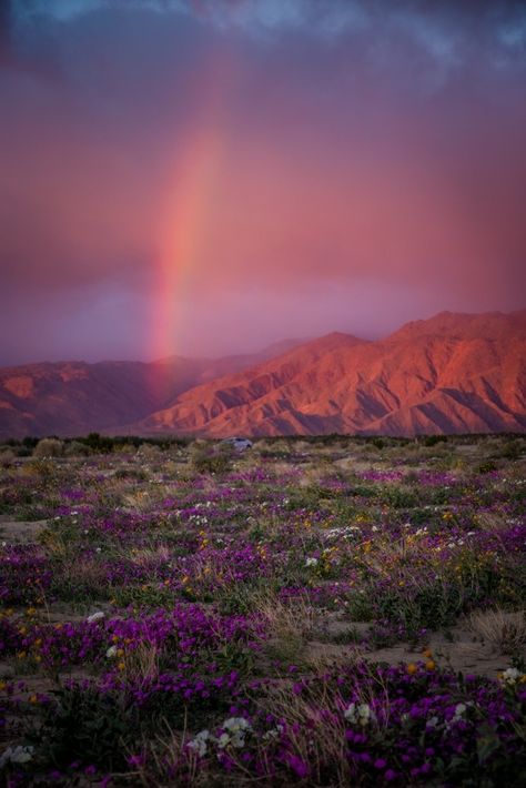 Uncover the secrets of Anza-Borrego Desert State Park! My guide reveals 13 hidden things to do in Borrego Springs, from stunning hikes to unique eats and surprising adventures. Borrego Springs Ca, Hikes Near San Diego, Anza Borrego State Park, Coral Pink Sand Dunes State Park, Borrego Springs, Anza Borrego, California Wildflowers, California City, Living In San Francisco