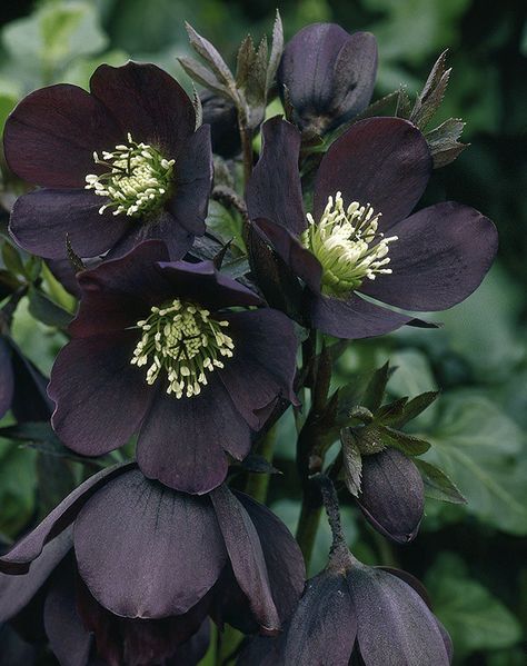 Gothic Gardens, Queen Of Night, Dark Leaves, Goth Garden, Lenten Rose, Gothic Garden, New York Night, Plant Fungus, Poisonous Plants