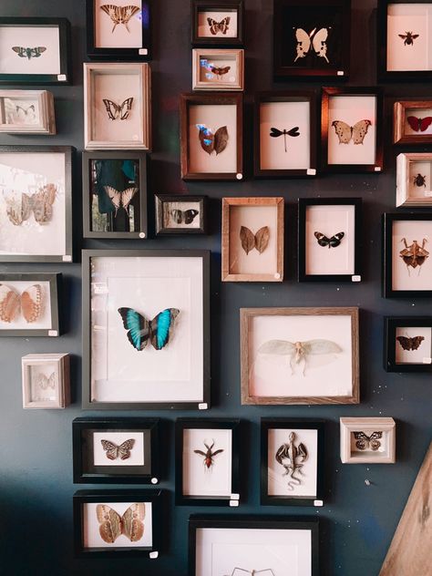 Bug Gallery Wall, Butterfly Display Wall, Moth Themed Bedroom, Butterfly Office Decor, Dried Butterfly Art, Butterfly Framed Art Wall Decor, Preserved Butterfly Art, Taxidermy Butterfly Wall, Butterfly Collection Display