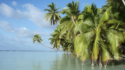 Paradise Regained: How the Palmyra Atoll Got Rid of Invasive Mosquitoes Repotting Ponytail Palm, Everglades Club Palm Beach, Palmyra Atoll, The Montage Palmetto Bluff, South Palms Resort Panglao, Norfolk, Paradise, United States, Plants