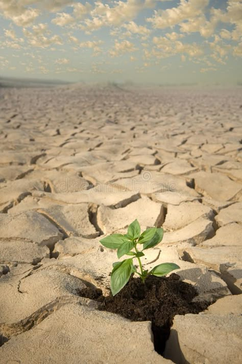 Small plant cracked soil. Small Basil plant in apile of soil on a cracked soil s , #affiliate, #cracked, #plant, #Small, #soil, #surface #ad Soil Aesthetic, Four Elements Art, Soil Art, Save Soil, Soil Pollution, Soil Contamination, Draw Show, Crop Insurance, Elements Art