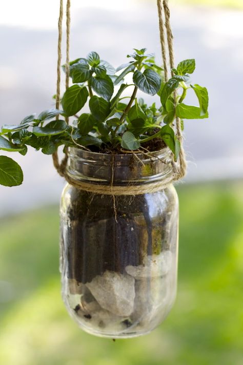 DIY Mason Jar Hanging Planter Mason Jar Garden, Mason Jar Herbs, Growing Food Indoors, Mason Jar Planter, Summer Planter, Plants Hanging, Diy Hanging Planter, Hanging Herbs, Herb Planters