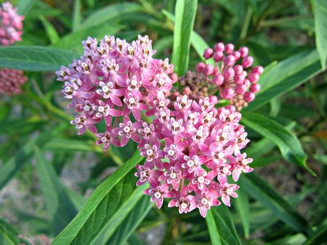 Common Milkweed, Asclepias Incarnata, Milkweed Seeds, Milkweed Plant, Swamp Milkweed, Asclepias Tuberosa, Edible Wild Plants, Echinacea Purpurea, Plant Combinations