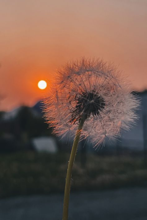 Aesthetic Dandelion Pictures, Dendalions Flower Aesthetic, Chloe Vibes, Dandelion Sunset, Dandelion Pictures, Dandelion Art, Bond Paper Design, Paper Background Design, Tattoo Photography