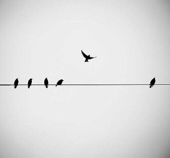 Birds sitting on a cable Birds Flying Photography, Flying Photography, Bird Tattoo Back, Bird Tattoo Men, Fly Drawing, Love Birds Painting, Black Bird Tattoo, Flying Bird Tattoo, Black And White Birds