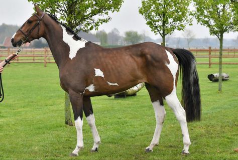 UCS Utah's Design, Belgian Warmblood mare Belgian Warmblood, Dream Barn, Horse Breeds, Thoroughbred, Reference Photos, Ponies, Stables, Utah, Abc