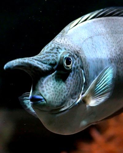 Spotted Unicornfish ( Naso brevirostris) | by StefanKoeder Unicorn Fish, Beneath The Sea, Underwater Creatures, Underwater Life, Water Life, Ocean Creatures, Sea And Ocean, Sea World, Underwater World