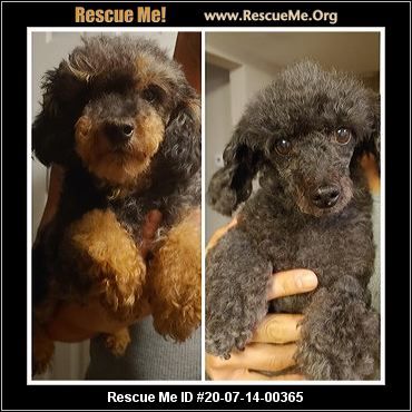 - Virginia Poodle Rescue - ADOPTIONS - Rescue Me! Poodle Rescue, Poodle Dogs, Post Animal, Standard Poodle, Poodle Dog, Toy Poodle, Little Dogs, Click Here, Virginia