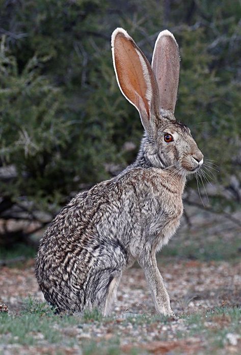 Antelope Jackrabbit / Lièvre antilope / Image by tomblandord from flickr Jack Rabbit, Animal References, The Rabbit Hole, Rabbit Hole, Amazing Animals, The Rabbit, Dark Aesthetic, Reptiles, Rabbits