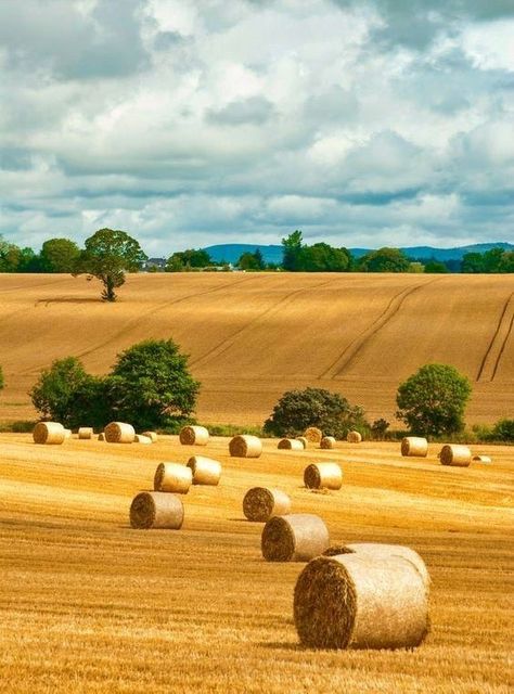 Field With Hay Bales, Hay Field Aesthetic, Hay Aesthetic, Country Family Photography, Hay Bale Painting, Bale Of Hay, Bales Of Hay, Hay Field, Farm Paintings