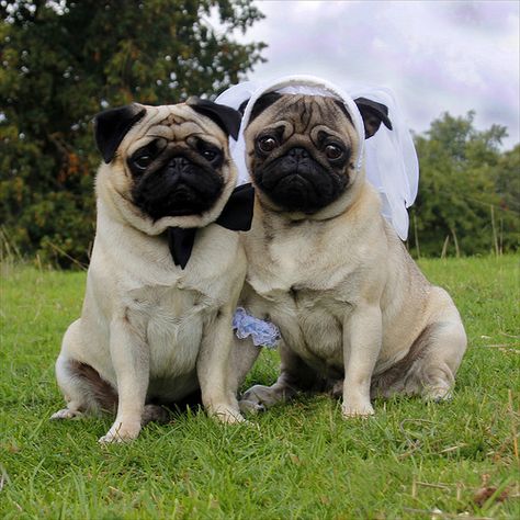 Pugs Bride & Groom Wedding | Flickr - Photo Sharing! Pug Wedding, Wedding Pics, Tag Someone Who, Wedding Groom, Intimate Wedding, Bride Groom, Pug, Diy Wedding, Got Married