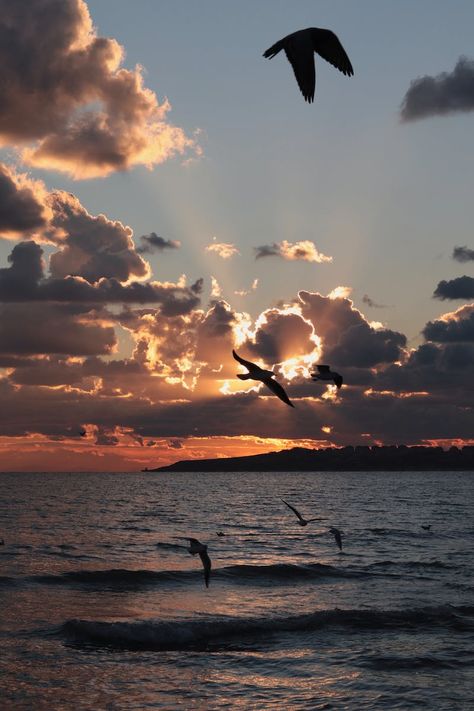 Birds Flying Photos, Download The BEST Free Birds Flying Stock Photos & HD Images Birds Flying Photography, Writer's Desk, Sunset Over The Ocean, Dramatic Sunset, Flying Together, Bird Flying, Charming Eyes, Colorful Clouds, Open Ocean