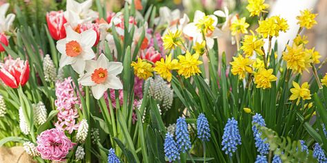 Spring Bulb Layering, Bulb Planting Design Ideas, Trench Planting Bulbs, Spring Flower Bed Ideas, Landscaping With Bulbs, Fall Planted Bulbs, Spring Bulbs Garden Flower Beds, How To Plant Bulbs In Fall, Spring Bulb Combinations