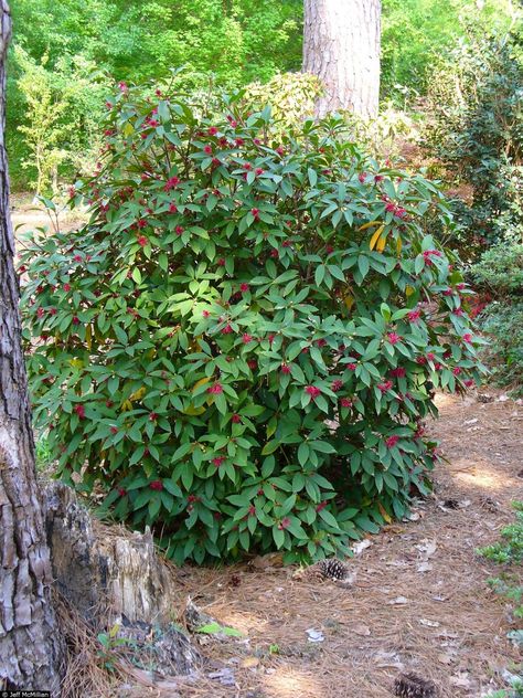 The British Gardener: Damn good plants - Illicium floridanum, Purple An... GREAT description of the different species of Anise! My favorites so far are either the Florida Sunshine or the Pink Frost. Nursery Trees, Low Maintenance Shrubs, Shade Shrubs, Florida Gardening, Florida Sunshine, Plant Catalogs, Hummingbird Garden, Beautiful Yards, Vascular Plant