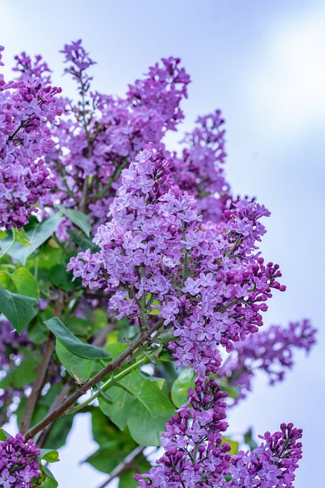 Pruning your lilacs can help with preventing disease. This will allow better air circulation as well as help with maintaining the plant's shape. #Lilacs #HowToGrowLilacs #LilacCare #Gardening #TheSpruce Lilacs Flowers Aesthetic, Lilac Shrub, Common Lilac, Dye Plants, Nordic Garden, Lilac Plant, Lilac Bush, Syringa Vulgaris, Bush Plant