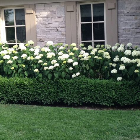 White Floral Landscaping, Buxus And Hydrangea, Boxwood With Flowers, Front Of House Bushes, Limelight Hydrangea And Boxwood Landscaping, Tall Bushes In Front Of House, Bushes For Front Of House, Limelight Hydrangea And Boxwood, Hedge Bushes