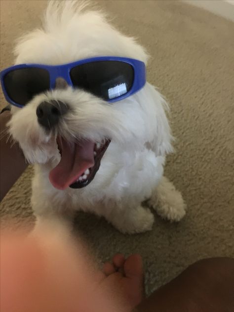 Dog With Sunglasses, Puppies Cute, Little Animals, Cute Little Puppies, Animals Cute, Little Puppies, Cute Little Animals, Cute Dog, Cute Animals