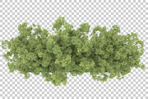 Forest Top View Illustration, Bushes Png, Forest Top View, 2d Furniture, Winter Overlays, Png Top, Trees Top View, Land Design, Tree Interior