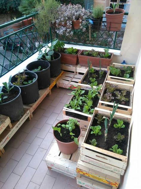 How To Grow Herbs On Balcony, Herbs To Grow On Balcony, Small Garden In Apartment, Balcony Garden Vegetable, Apartment Vegetable Garden Balconies, Balcony Food Garden, Patio Garden Ideas Apartment, Balcony Veggie Garden, Vegetable Garden Balcony