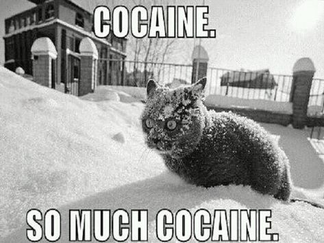 Cold Humor, Snow Meme, First Day Of Winter, Best Funny Pictures, Cat Pics, First Day, Really Funny, Funny Cats, Funny Animals