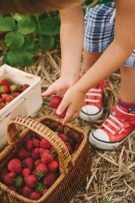 Strawberry Picking Photography, Strawberry Picking Pictures, Strawberries In A Basket, Strawberry Field, Strawberry Farm, Strawberry Fields Forever, Berry Picking, Strawberry Picking, Farm Lifestyle