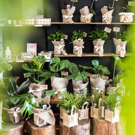 Plant Shop Ideas Inspiration, Plant Pop Up Shop Display Ideas, Plant Shop Interior, Plant Nursery Ideas, Plants For Sale Signage, Plant Shop Ideas, Garden Diy On A Budget, Sale Signage, Flower Shop Display