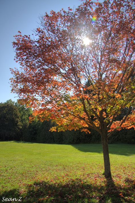 Maple Tree Aesthetic, Maple Tree, Second Day, Tree Trunk, The Sun, Two By Two, Sun, Plants, Red