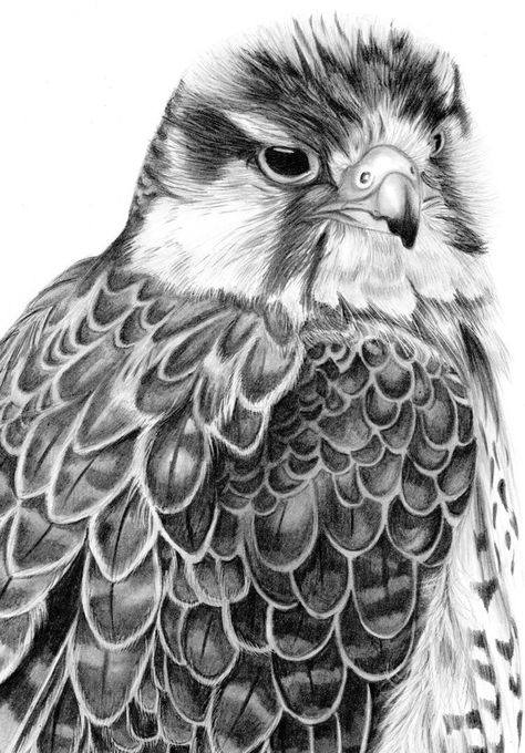 Birds Of Prey Drawing, Lanner Falcon, Graphite Pencil Drawings, Falcon Art, Draw Birds, Nature Home Decor, Drawing Animals, Bird Of Prey, Sketch Ideas