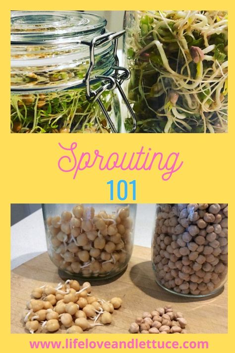 Sprouting your own healthy greens at home is fun, easy and a simple way to introduce fresh, home grown food to your diet. Learn how I've been sprouting seeds for years and why you should be sprouting too. Home Grown Sprouts, How To Store Sprouts, Sprout Growing, Seed Sprouting, Healthy Greens, Micro Greens, Gardening Vegetables, Seed Box, Sprouting Seeds