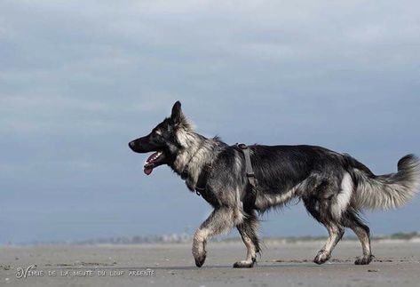 Black And Silver German Shepherd, Gray German Shepherd, Dark Sable German Shepherd, Silver Sable German Shepherd, Sable German Shepherd Puppies, Silver Sable, Silver German Shepherd, Sable German Shepherd, Shiloh Shepherd