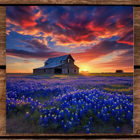 Transform your space with our enchanting Texas bluebonnets wall art, featuring stunning digital print decor that captures the vibrant beauty of these iconic wildflowers against a rustic old barn backdrop. This Texas nature photography brings a touch of the Lone Star State's charm into your home, evoking feelings of warmth and nostalgia while perfectly complementing your rustic home decor style. Each piece is designed to infuse your walls with color and character, making it an ideal choice for anyone who cherishes the serene landscapes of Texas. Don't miss the chance to bring a slice of Texas beauty into your life--click to add this captivating artwork to your collection today!This old barn with bluebonnets image will make a beautiful print for the any season. Whether you are shopping for a Texas Nature, Barn Backdrop, Texas Bluebonnets, Barn Art, Lone Star State, Print Decor, Old Barn, Blue Bonnets, Art Png