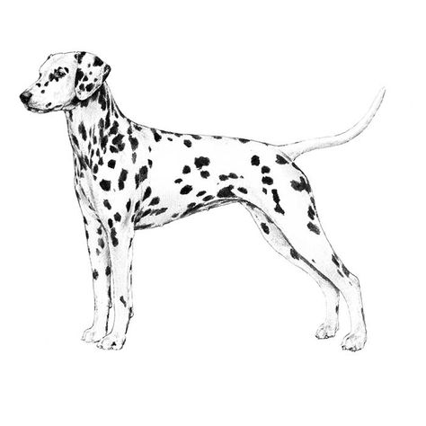 Dalmatian Dog Drawing, Dog Graphic Illustration, Dalmatian Tattoo, Dalmatian Drawing, Dalmatian Illustration, Dalmatian Painting, Dalmatian Art, Dogs Cartoon, Storm Tattoo