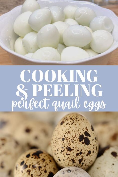 How To Boil Quail Eggs, Quail Eggs How To Cook, Boiled Quail Eggs Recipe, Soft Boiled Quail Eggs, Deviled Quail Eggs Recipe, How Long To Boil Quail Eggs, Quail Egg Recipes Appetizers, Quail Egg Recipes Breakfast, How To Cook Quail Eggs