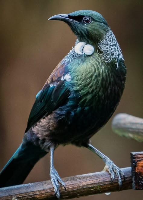 Tui Bird Tattoo, Lisa Ericson, Theme Painting Ideas, Nikau Palm, New Zealand Animals, Nz Tattoo, New Zealand Flora, Kiwi Birds, Nz Birds