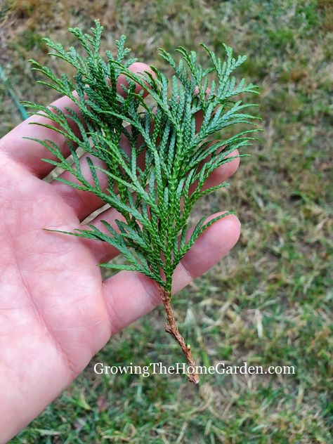 Propagating Trees, Cedar Hedge, Landscape Nursery, Leyland Cypress, Yard Inspiration, Arborvitae Tree, Tree Seedlings, Healing Garden, Garden Solutions