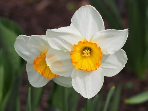 Narcissus Flower, Wikimedia Commons, The Original, Flowers