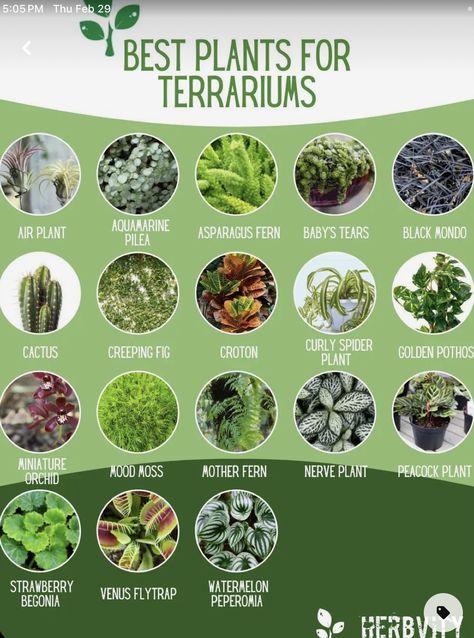 Plants In Terrarium, House Plant Terrarium, Best Plants For Open Terrariums, Terrarium Bar Ideas, Low Light Terrarium Plants, Tropical Terrarium Ideas, Nerve Plant Terrariums, Small Terrarium Plants, Best Plants For Closed Terrariums