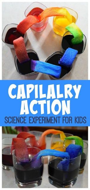 Capillary Action Science Experiment Simple Machine Projects, Homeschool Summer, Capillary Action, Science Experience, Science Experiment For Kids, Experiment For Kids, Summer Science, Kid Experiments, Science Projects For Kids