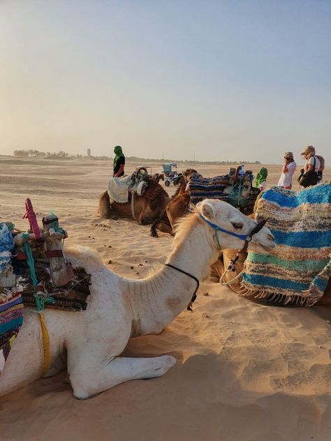 Sahara desert in Tunisia ❤💕 Camel having some  rest🐪💕❤ Tunisia Travel, Travel Aesthetics, Sahara Desert, Tunisia, Mars, Camel, Japan, Collage, Travel