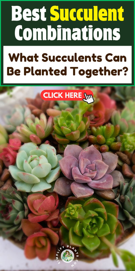 "Discover the art of succulent pairing with our guide on the best succulent 
combinations! Explore companion planting techniques and learn which 
succulent varieties thrive together in mixed succulent arrangements. 
Perfect for container gardening, these drought-tolerant plants create 
stunning displays. Elevate your garden with our expert tips on combining 
succulents for a vibrant and low-maintenance landscape!" Tips For Succulents, Succulent Combinations, Succulent Care Indoor, Best Soil For Succulents, Succulents Care, Succulent Names, Succulent Varieties, Succulent Potting Mix, How To Water Succulents