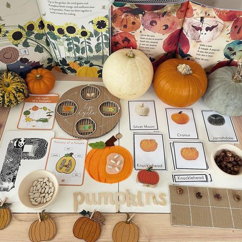 Kindergarten Library Ideas, Pumpkin Unit Preschool, Pumpkin Study Preschool, Pumpkin Unit Study, Pumpkin Kindergarten, Pumpkin Anatomy, Pumpkin Story, Pumpkin Investigation, Pumpkins Kindergarten