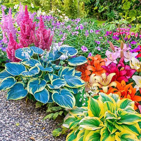 You can't go wrong with hostas when it comes to shade gardening. But many other new options do await you if your space is sun-challenged. Shade Garden Design, Shade Garden Plants, Garden Kit, Shade Perennials, Garden Shrubs, Garden Kits, Perennial Garden, Morning Sun, Shade Plants