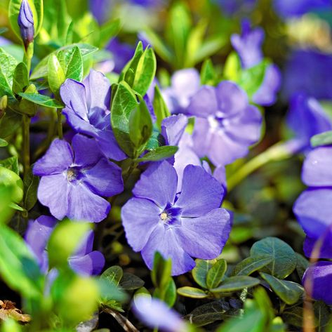 vinca-minor-9929fb43 Vinca Ground Cover, Red Creeping Thyme, Vinca Minor, Rock Garden Plants, Dogwood Trees, Invasive Plants, Ground Cover Plants, Shade Plants, Ground Cover