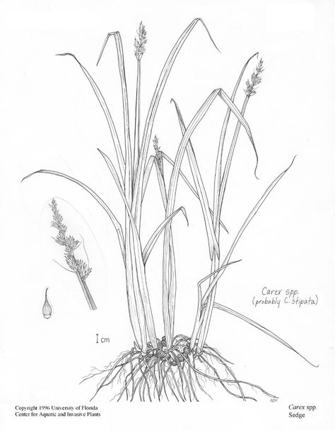 Weeds Drawing, Grass Drawing, Grass Weeds, Interior Studio, Water Grass, Aesthetic Japan, Plant Drawing, Sketches Easy, Plant Illustration