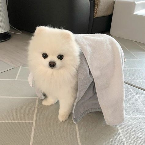 White Pomeranian Puppies, White Pomeranian, Pom Dog, Cute Pomeranian, Really Cute Puppies, Cute Small Animals, Cute Little Puppies, Fluffy Dogs, Lap Dogs